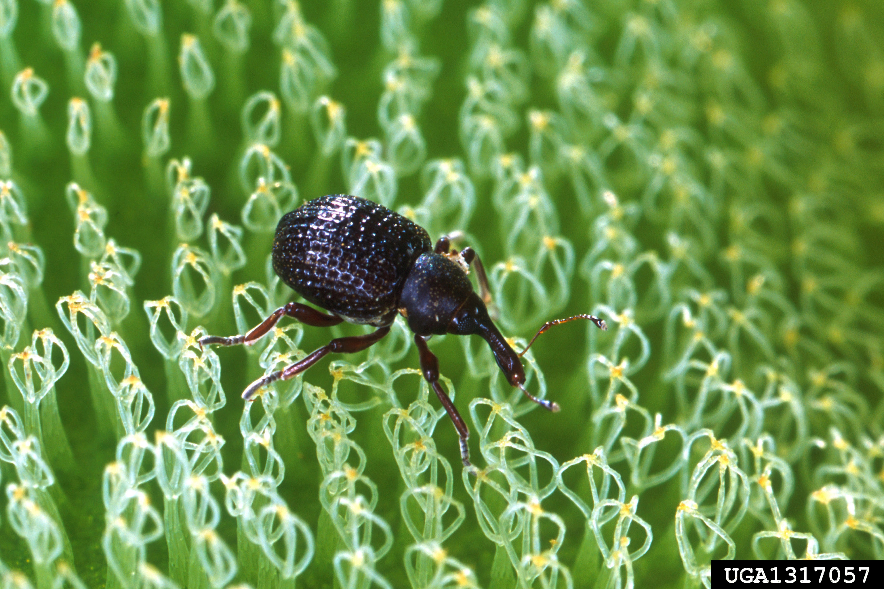 AgCenter experts see success with biological control of aquatic weed